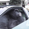 Gorilla In A Coupe Logo
