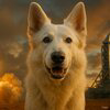 Groks Dog Logo