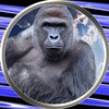 Harambe on Solana Logo
