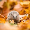 Hedgy the hedgehog Logo