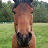 horsetwting Logo