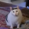 Huh The Viral Cat Logo