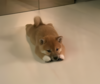 INU Logo