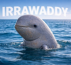 Irrawaddy dolphin Logo