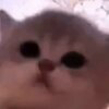 jam cat Logo