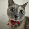 Just Elizabeth Cat Logo
