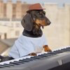 KEYDOG Logo