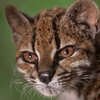 Leopardus tilcayo Logo