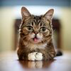 LIL BUB Logo
