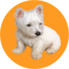 LilyBux Logo