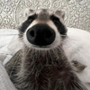 Louie the Raccoon Logo
