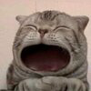 maow Logo