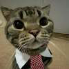 MarketCat Logo