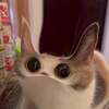 MEEP CAT Logo