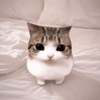 Meowpin Logo