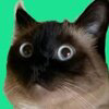 merv the cat Logo