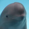 Miharu The Smiling Dolphin Logo