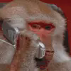 Monke Phone Logo