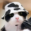 MooCat [OLD] Logo