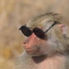 MOST ELEGANT MONKEY EVER Logo