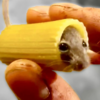 Mouse In Pasta Logo