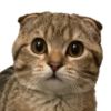Mushu Logo