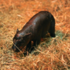 New Born Haggis Pygmy Hippo Logo