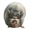 Nikepig Logo