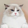 No1 tiktok cat Logo