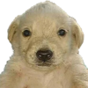 PERRO DINERO Logo