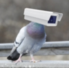 Pigeon Tech [OLD] Logo