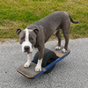Pit Bull on One Wheel Logo