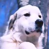 Pnut's Dog Logo