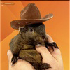 Pnut the Squirrel Logo