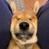 PressDog Logo