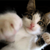 Punching Cat Logo