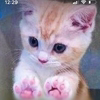 Pushcat Logo