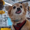 Qubit The Quantum Dog Logo