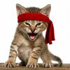 Rambo Kitten Logo