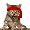 Red Kitten Crew Logo