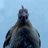 Retarded Chicken Logo