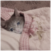 SadCat Logo