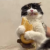 Sandwich Cat Logo