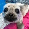 Save The Seals Logo
