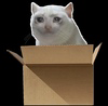 Schrodinger's Coin Logo
