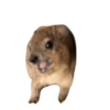 Screaming Hyrax Logo