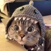 Shark Cat Logo