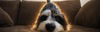 Shark Dog Logo