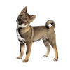Shikoku Dog Logo