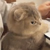 Side Eye Cat Logo